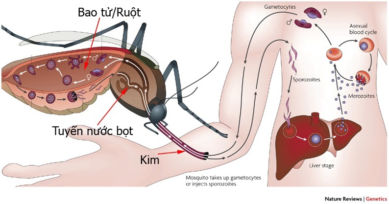 Sốt xuất huyết: triệu chứng, nguyên nhân và cách điều trị