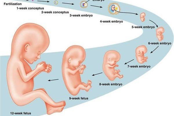 Thời điểm nào siêu âm tính tuổi thai đúng nhất?