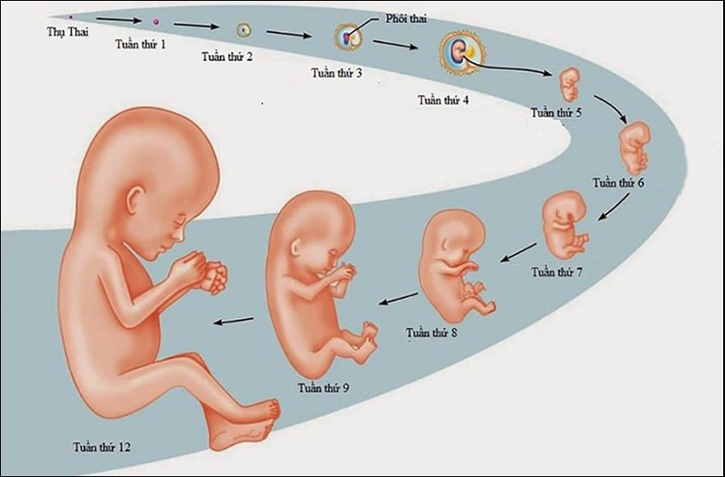 Tim Thai Hình Thành Khi Nào - Khám Phá Quá Trình Phát Triển Tuyệt Vời