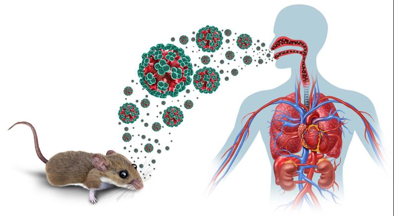 Virus Hanta Có Lây Từ Người Sang Người? Nguồn Lây Và Mức Độ Nguy Hiểm