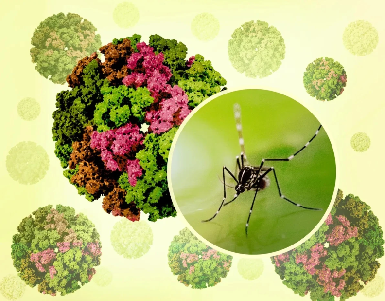 Cập nhật dịch Chikungunya – Tình hình toàn cầu và Việt Nam