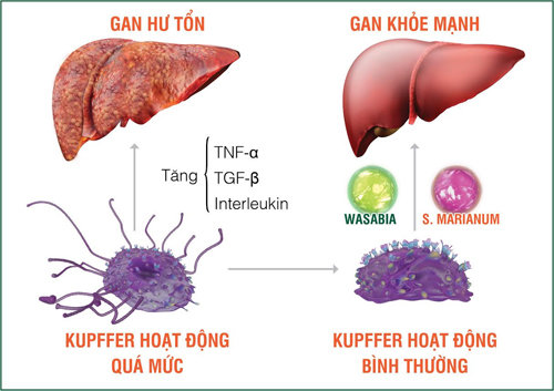 Viêm Gan Siêu Vi: Nguyên Nhân, Triệu Chứng và Phương Pháp Điều Trị