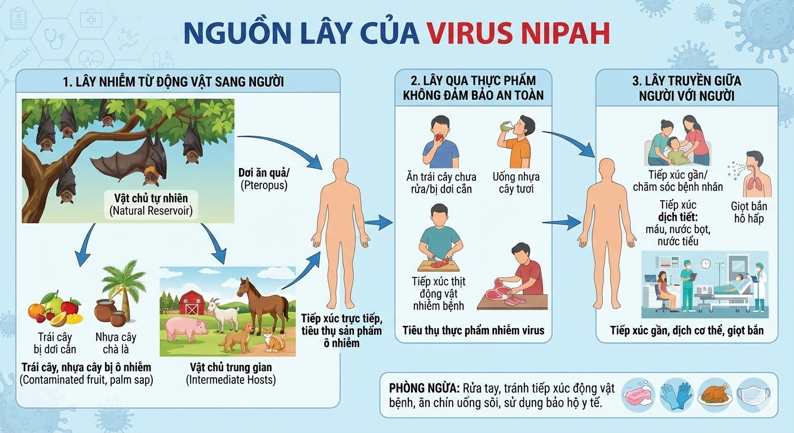 Virus Nipah Ấn Độ Là Gì? Đã Có Vaccine Chưa Và Cách Phòng Ngừa?