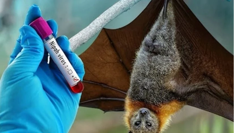 Virus Nipah Ấn Độ Là Gì? Đã Có Vaccine Chưa Và Cách Phòng Ngừa?