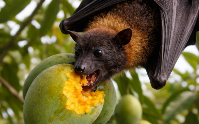 Virus Nipah Ấn Độ Là Gì? Đã Có Vaccine Chưa Và Cách Phòng Ngừa?