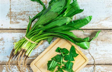 5 bài thuốc chữa bệnh hiệu quả từ cây ngò gai