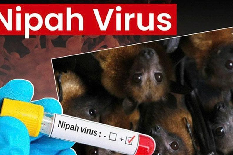 Virus Nipah Ấn Độ Là Gì? Đã Có Vaccine Chưa Và Cách Phòng Ngừa?