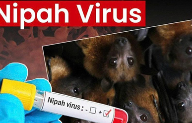 Virus Nipah Ấn Độ Là Gì? Đã Có Vaccine Chưa Và Cách Phòng Ngừa?